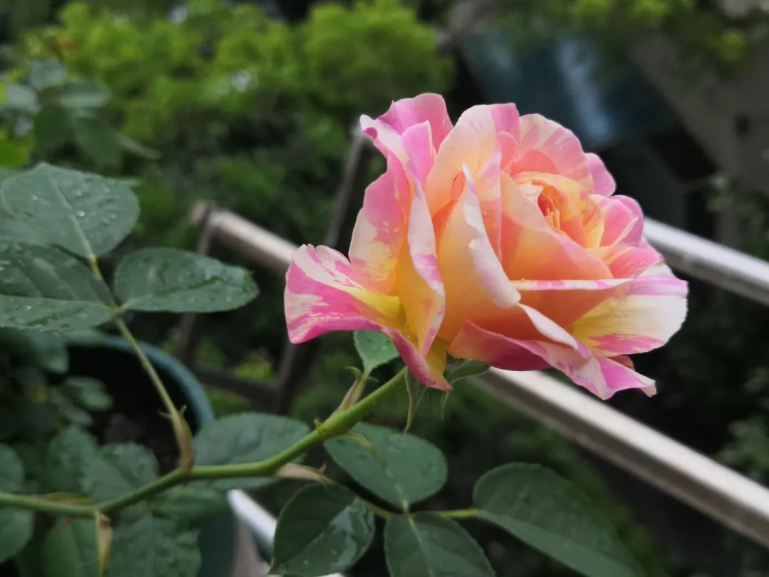 640 (1).webp